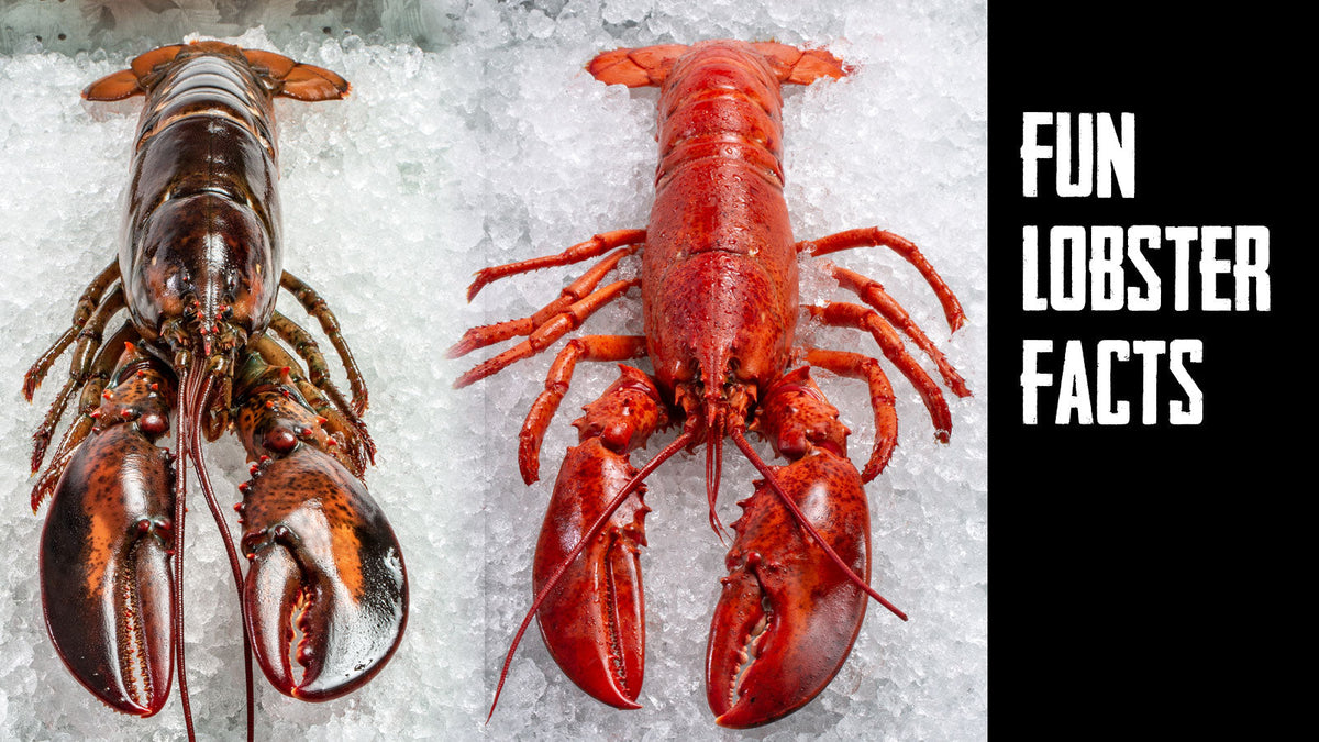 Why Do Lobsters Turn Red? Get Maine Lobster