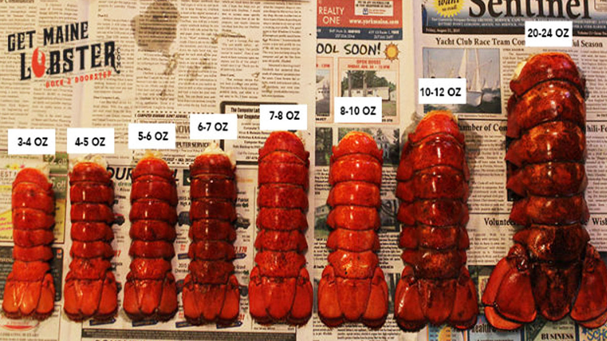 Lobster Chart Sweetness and Tenderness Relative to Size Get Maine