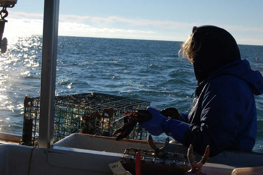 A lobsterwoman in blue gear hauls traps and holds a lobster aboard a boat during a cold morning on the Maine coast.