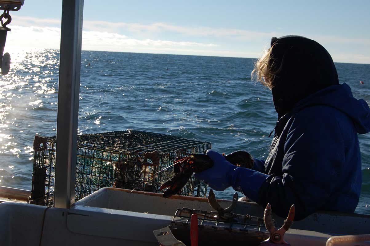 A lobsterwoman in blue gear hauls traps and holds a lobster aboard a boat during a cold morning on the Maine coast.