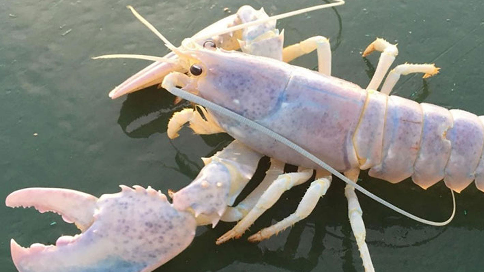ghost lobster caught in Maine Get Maine Lobster