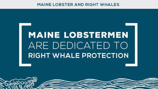 Maine Lobster Placed on the Red List by Seafood Watch