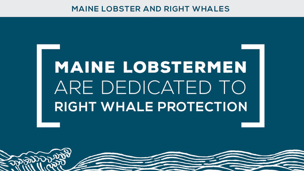 Maine Lobster Placed on the Red List by Seafood Watch