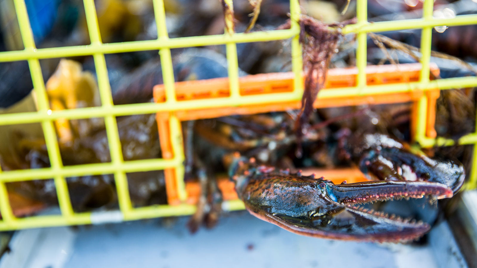Maine Lobster Industry Terms – Get Maine Lobster