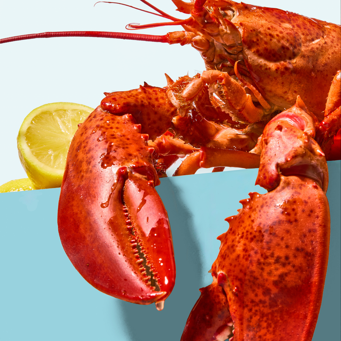 Twin Live Maine Lobsters (1.8 - 2.2lb each)