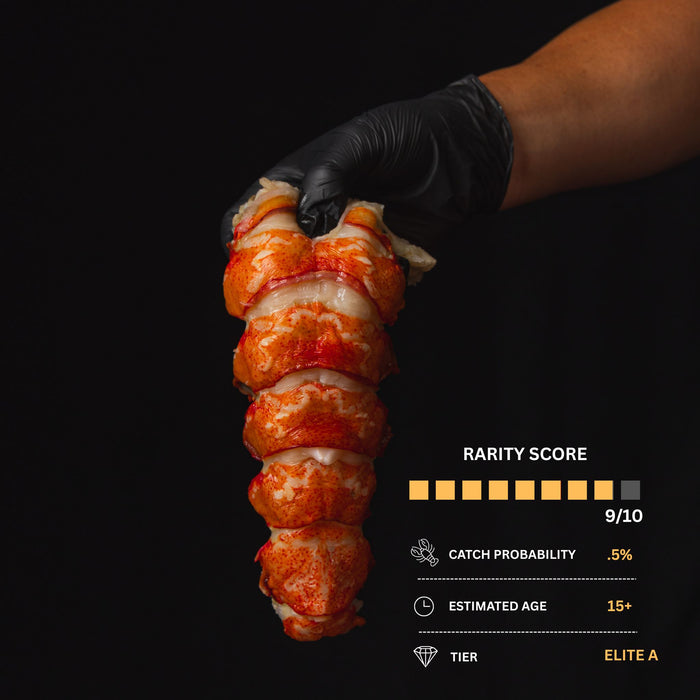 Rare Titan 16-20 oz Lobster Tail