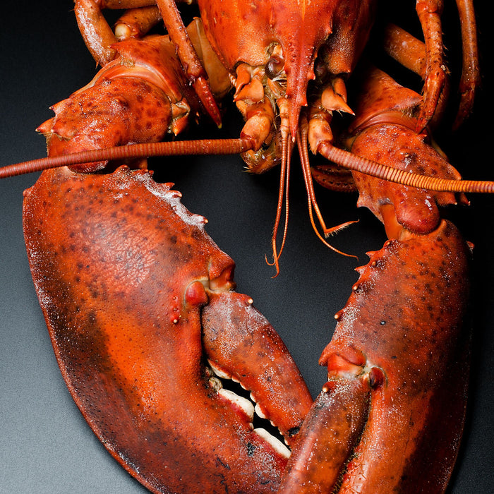 10lb Select Live Maine Lobsters - Boat Run Box