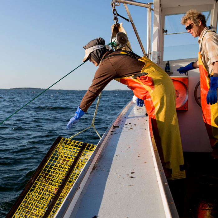 Buy 2 LBS Lobster Meat, Get 1 LB Tiger Shrimp FREE