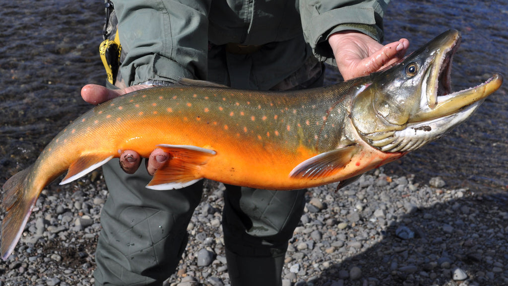Arctic Char - Spotlight Blog image by Get Maine Lobster