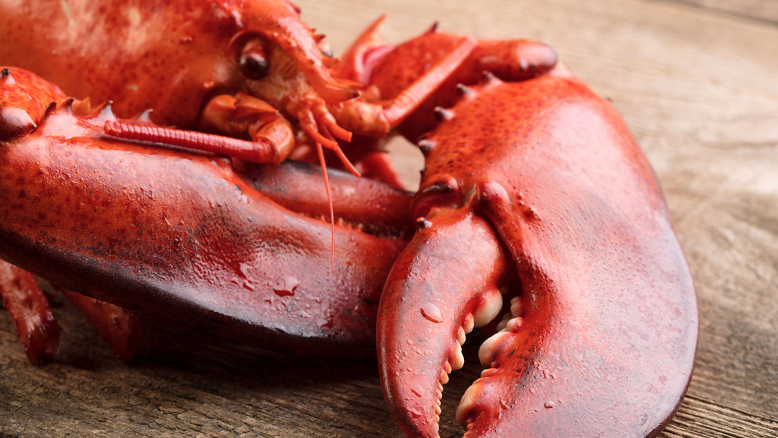 How to extend the life of a live Maine lobster Blog image by Get Maine Lobster