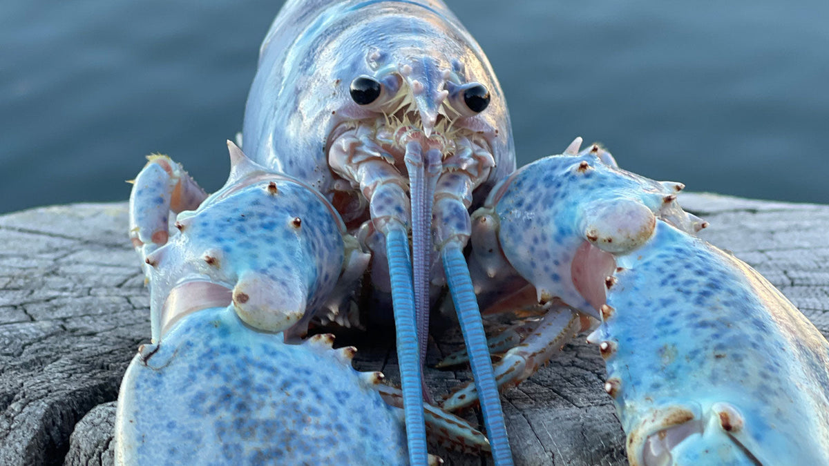 A rare cotton candy lobster caught in Maine