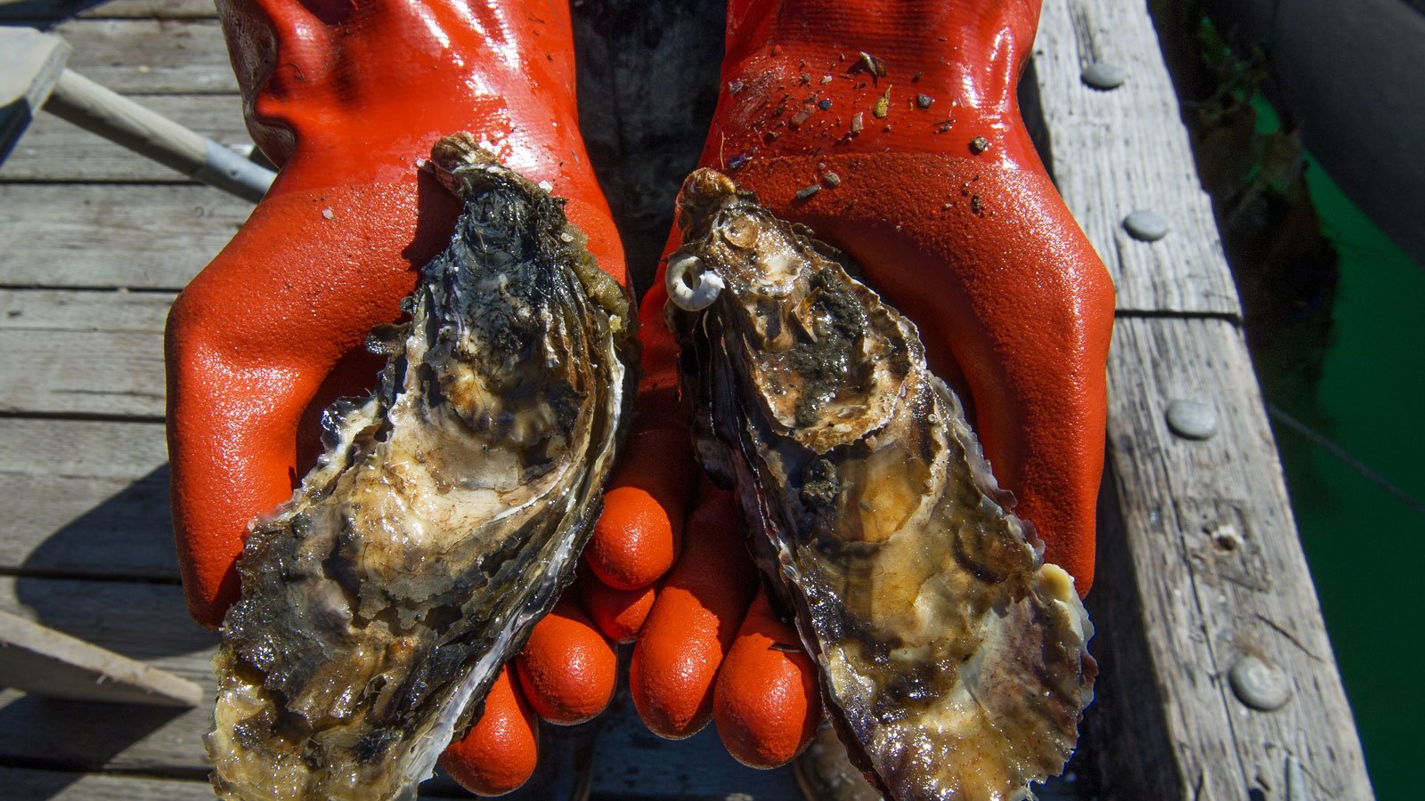 Our Local Favorite: Meet Merritt Island Oyster Farm Blog image by Get Maine Lobster