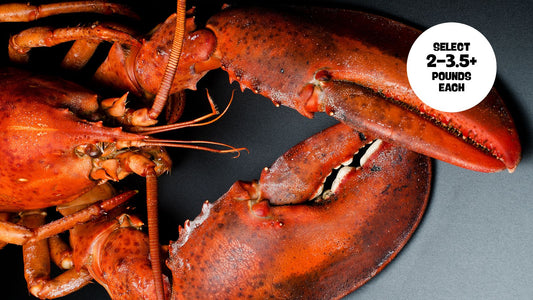 10 POUND BOAT RUN BOX: SELECT LOBSTERS, 2-3.5+ LBs ea.