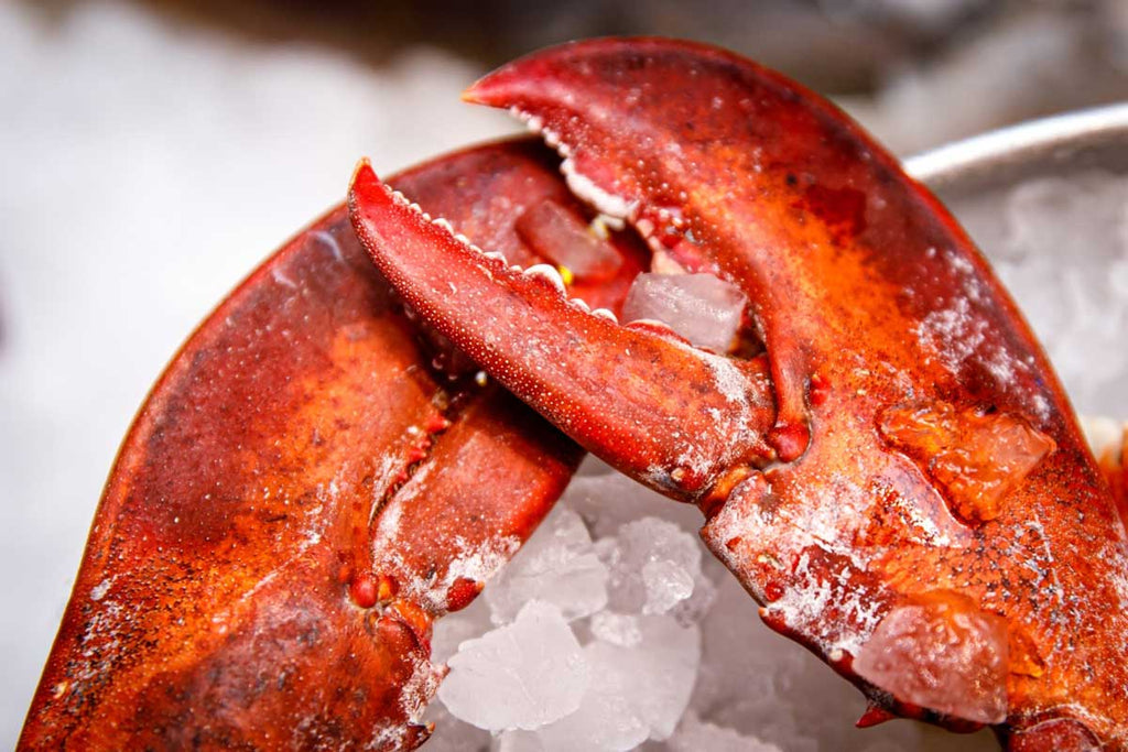 How to Cook Huge Lobster Claws Recipe image by Get Maine Lobster
