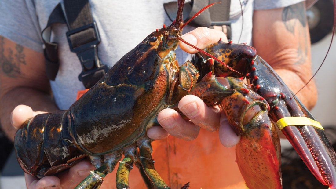 Live Lobsters - Best Price This Week (4 or 6)