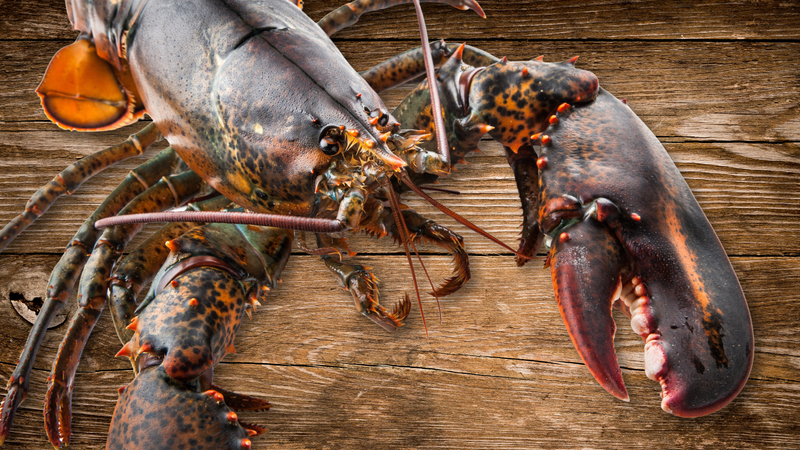 Wild-caught A-Grade Hardshell 2+ LB Live Maine Lobster