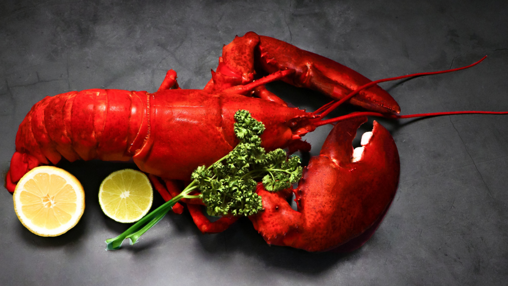 EXTRA LARGE LIVE MAINE LOBSTAHS👉BEST PRICE. SHIPS FREE.