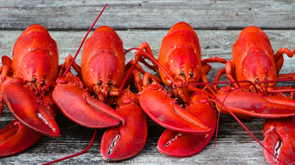 Live Maine Lobster Deal👉Best Price. SHIPS FREE.