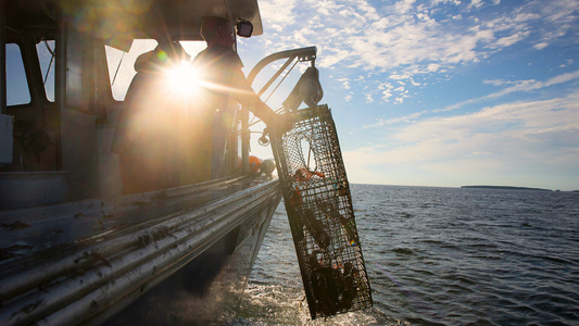 Maine Lobster Industry Wins Big