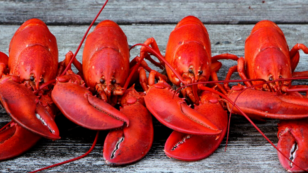 Live Maine Lobsters and our BEST pricing of the year!