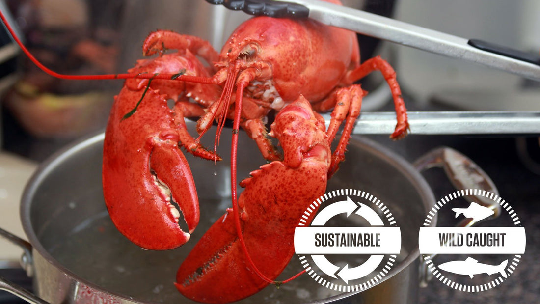 Friday Night Live [Maine Lobsters]