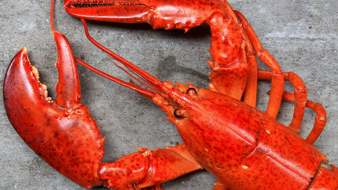 How to Freeze Maine Lobster blog image by Get Maine Lobster