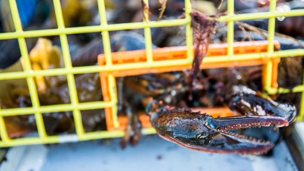 Maine Lobster Industry Terms Blog image by Get Maine Lobster