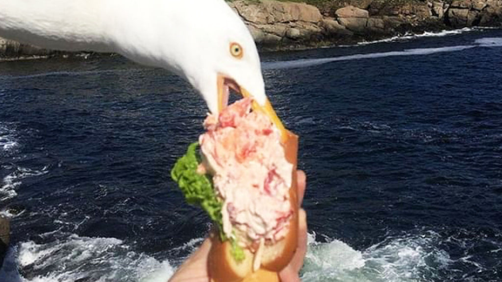 Seagull Steals Lobster Roll from Helpless Tourist Blog image by Get Maine Lobster