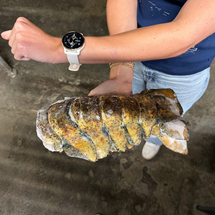 The Colossus 24+ Ounce Lobster Tail