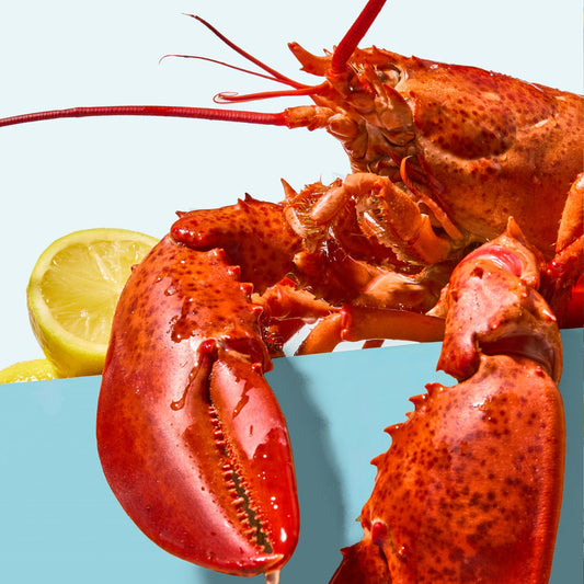 10 LB [Select] Boat Run Box (Live Maine Lobsters)