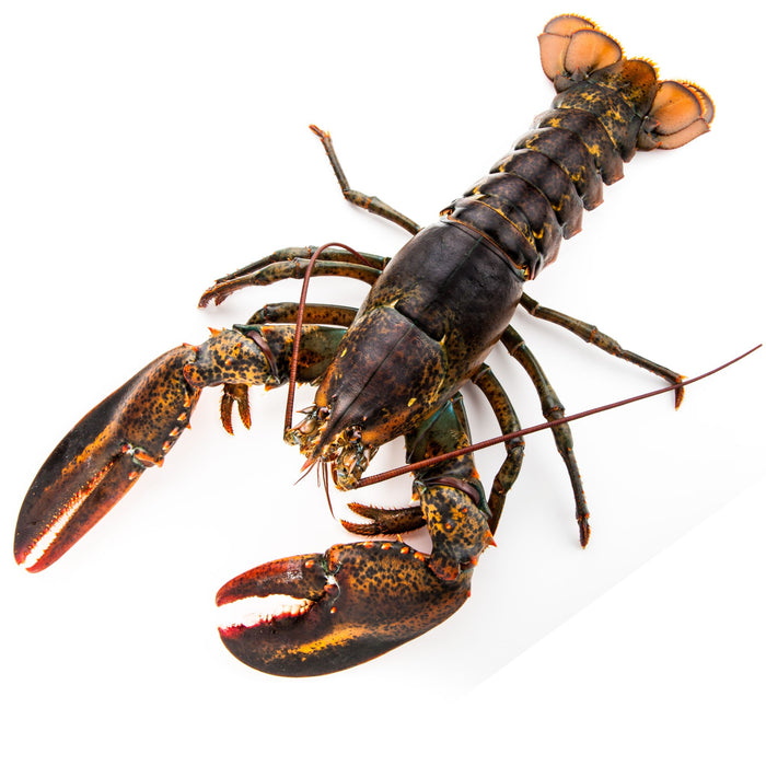 10 LB [Select] Boat Run Box (Live Maine Lobsters)