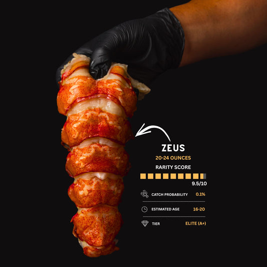 Zeus 20-24 Ounce Lobster Tail