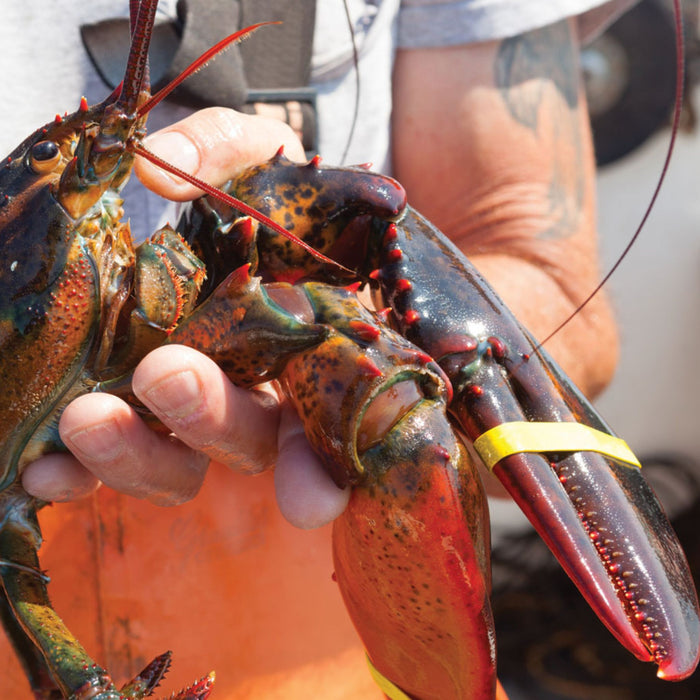 10 LB [Select] Boat Run Box (Live Maine Lobsters)