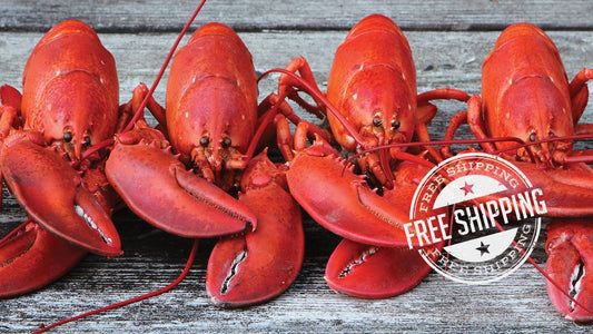 Gilt - Six Pack Live Lobsters (1.2 -1.4 lbs)